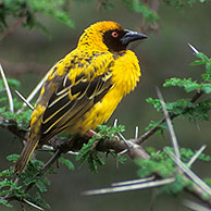 Village Weaver / Spotted-backed Weaver / Black-headed Weaver (Ploceus cucullatus) in the Kruger NP, South Africa