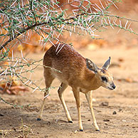 Sharpe's Grysbok / Northern Grysbok (Raphicerus sharpei) in the Kruger NP, South Africa