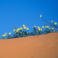 Devil Thorn Weed (Tribulus zeyheri) on sand dune in the the Kgalagadi Transfrontier Park, Kalahari desert, South Africa