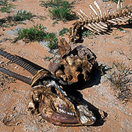 Gemsbok (Oryx gazella) carcass in the the Kgalagadi Transfrontier Park, Kalahari desert, South Africa