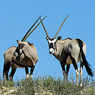 Gemsbok (Oryx gazella) in the the Kgalagadi Transfrontier Park, Kalahari desert, South Africa