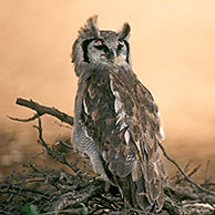 Verreaux's Eagle-owl / Milky Eagle Owl / Giant Eagle Owl (Bubo lacteus) in the the Kgalagadi Transfrontier Park, Kalahari desert, South Africa