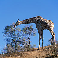 Giraffe (Giraffa camelopardalis) in the the Kgalagadi Transfrontier Park, Kalahari desert, South Africa