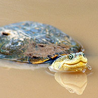 Helmeted Terrapin / Marsh Terrapin / African helmeted turtle (Pelomedusa subrufa) in the the Kgalagadi Transfrontier Park, Kalahari desert, South Africa