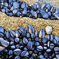 Bed of exposed Common / Blue mussels (Mytilus edulis) on rock at low tide, Brittany, France