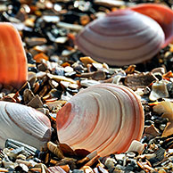 Baltic tellin shells (Macoma balthica) on beach, Belgium