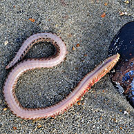 Bristleworm (Scoloplos armiger) and Blue mussel (Mytilus edulis) on beach, Belgium
