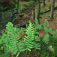 Common polypody (Polypodium vulgare) in broadleaf forest, Luxembourg
