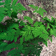 Oak fern (Gymnocarpium dryopteris) in rock face, Luxembourg
