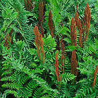 Royal fern (Osmunda regalis) leaves and spore-bearing fronds, Belgium
