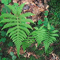 Long beech fern fronds (Phegopteris connectilis), Luxembourg 