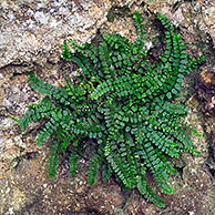 Maiden-hair Spleenwort (Aspleenium trichomanus) growing on rock, La Brenne, France
