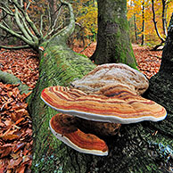 Tinder bracket fungus / Hoof fungus / Tinder polypore / Horse's hoof (Fomes fomentarius) on fallen tree trunk, Belgium