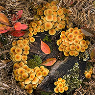 Sulphur tuft fungus on decaying wood (Hypholoma fasciculare), Belgium