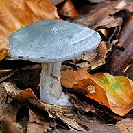 Aniseed toadstool (Clitocybe odora) in forest, Belgium