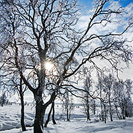 Snow and hoar frost covered birch trees in frozen moorland at the nature reserve High Fens / Hautes Fagnes in winter, Belgian Ardennes, Belgium