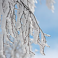 Twigs of tree covered in white frost and snow in winter