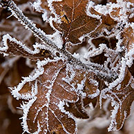 Hoar frosted leaves of English oak tree (Quercus robur) in winter, Belgium