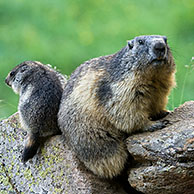 Juvenile and adult Alpine marmot (Marmota marmota), Gran Paradiso NP, Italy