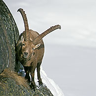 Ibex male (Capra ibex) on rock in the snow in winter, Gran Paradiso NP, Italy 