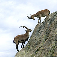 Three Spanish ibex (Capra pyrenaica) males standing on mountain side, Sierra de Gredos, Spain