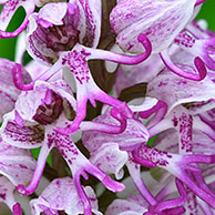 Monkey orchid (Orchis simia), La Brenne, France