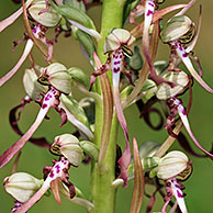 Lizard orchid (Himantoglossum hircinium), La Brenne, France