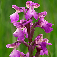 Green winged orchid (Orchis morio), La Brenne, France