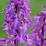 Early purple orchid flowers (Orchis mascula) in meadow, Belgium