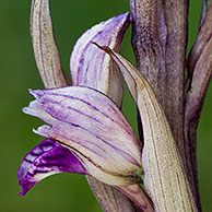 Violet limodore / Violet bird's-nest orchid (Limodorum abortivum), La Brenne, France 