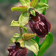 Early spider orchid (Ophrys sphegodes), La Brenne, France