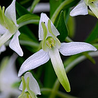 Lesser butterfly orchid (Platanthera bifolia), France 