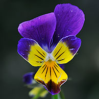 Heartsease / Wild pansy (Viola tricolor) in flower, Belgium 