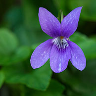 Sweet violet flower (Viola odorata) in forest, France 