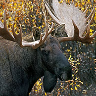 Moose (Alces alces) in the taiga, Denali NP, Alaska, USA