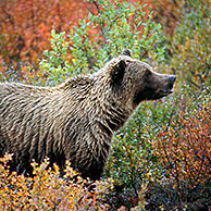 Grizzly bear (Ursus arctos horribilis) looking for berries on the tundra in autumn, Denali NP, Alaska, USA