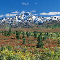 The tundra in the autumn, Denali NP, Alaska, USA