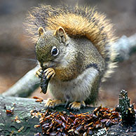 American Red Squirrel (Tamiasciurus hudsonicus) eating pinecone in the taiga, Denali NP, Alaska, USA