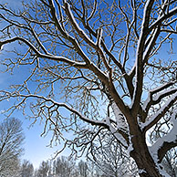 Branches of treetop covered in snow in winter, Belgium