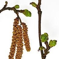 Male hazel catkins (Corylus avellana), Belgium