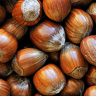 Hazelnuts (Corylus avellana), Belgium 