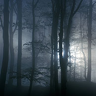 Trees in the mist in broad-leaved forest 