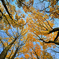 Norway maple tree (Acer platanoides) in autumn colours, Belgium