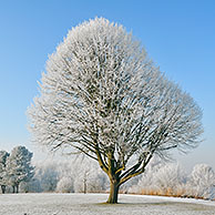 Beech tree (Fagus sylvatica) covered in hoarfrost, Belgium