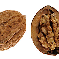 Common walnuts (Juglans regia), native to Southern Europe and Asia