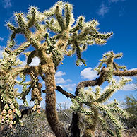 Chain fruit / Jumping cholla (Cylindropuntia fulgida) Organ Pipe Cactus National Monument, Arizona, USA