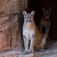 Two Pumas / Mountain lions / Cougars (Felis concolor) at entrance cave, Arizona, USA
