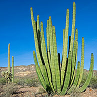 Organ pipe cactus (Stenocereus thurberi), Sonoran desert, Arizona, USA