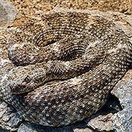 Speckled rattlesnake (Crotalus mitchellii) Arizona, USA