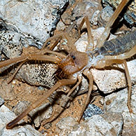 Sun spider / windscorpion (Solifugae sp.), Organ Pipe Cactus National Monument, Arizona, USA